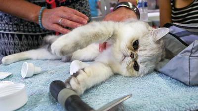 Chat Fait Vraiment Rever Nord Eclair Chat Fait Vraiment Rever Nord Eclair