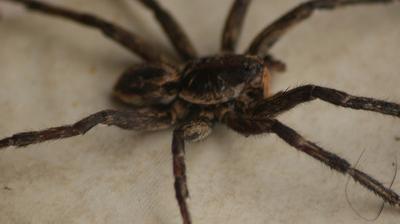 Une araignée mortelle trouvée dans des bananes - Haute-Savoie