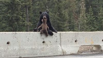 Canada Une Maman Ours Sauve Son Bebe Sur Le Bord De L Autoroute Video La Voix Du Nord