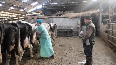 Saint Pol Veterinaire Rural Un Metier En Perpetuelle Evolution La Voix Du Nord