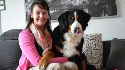 Berck Amelie Defrance Organise Une Randonnee Avec Votre Bouvier Bernois La Voix Du Nord