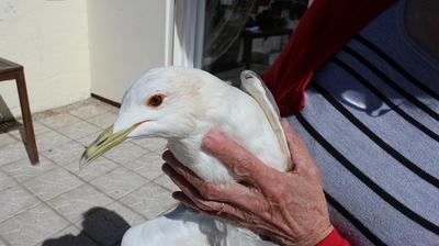 L Incroyable Histoire De Sophie La Mouette Qui A Apprivoise Une Wimereusienne La Voix Du Nord