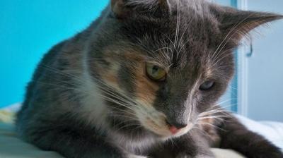 Marcq En Barœul L Ecole Du Chat Et Jardiland Associes Pour Placer Les Chats Abandonnes La Voix Du Nord