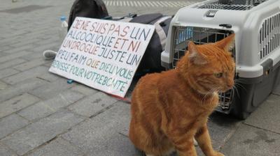 Lili Le Chat Sauve Par Ses Maitres Dans Le Besoin La Voix Du Nord