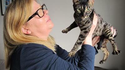 Passionnee De Bengals Elisabeth Chauchard Sera Au Salon Du Chat De Race Ce Dimanche Nord Eclair