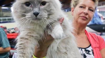 Le Premier Salon Du Chat Dimanche A La Salle Du Manege Nord Eclair