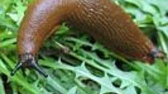 Comment Lutter Contre Le Gasteropode La Voix Du Nord