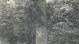 File:Forêt domaniale de Desvres Chêne historique dit Chêne à 8 bras.jpg -  Wikimedia Commons