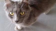 Bilou Un Chat Perdu A Brebieres Retrouve A 22 Km De Chez Ses Maitres La Voix Du Nord Bilou Un Chat Perdu A Brebieres Retrouve A 22 Km De Chez Ses Maitres La Voix Du Nord
